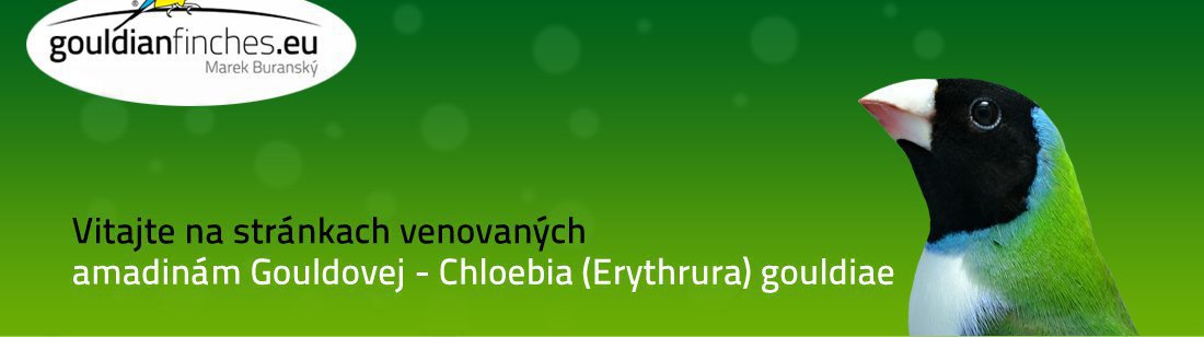 Amadina Gouldovej, Chloebia gouldiae, gouldianfinches.eu - zákony genetiky