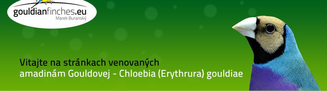 Amadina Gouldovej, Chloebia gouldiae, gouldianfinches.eu - pestúni