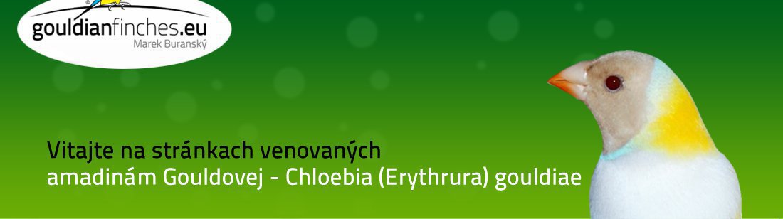 Amadina Gouldovej, Chloebia gouldiae, gouldianfinches.eu - preperovanie