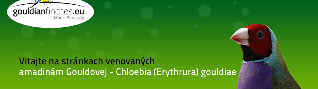 Amadina Gouldovej, Chloebia gouldiae, gouldianfinches.eu - zoohygiena