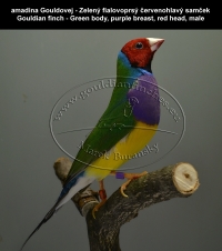 amadina Gouldovej - Zelený fialovoprsý červenohlavý samček  Gouldian finch - Green body, purple breast, red head, male