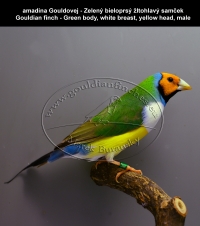amadina Gouldovej zelené vtáky,  Gouldian finch green body birds
