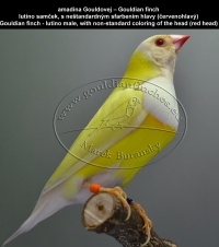amadina Gouldovej – Gouldian finch  lutino samček, s neštandardným sfarbením hlavy (červenohlavý) Gouldian finch - lutino male, with non-standard coloring of the head (red head)